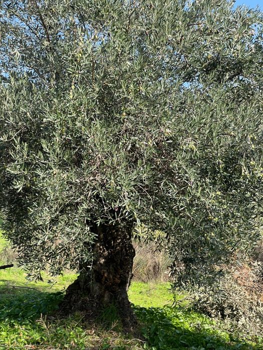 Oliveiras centenárias