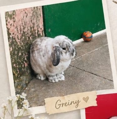 Mini Lop Preto – Muito Fofo e Carinhoso