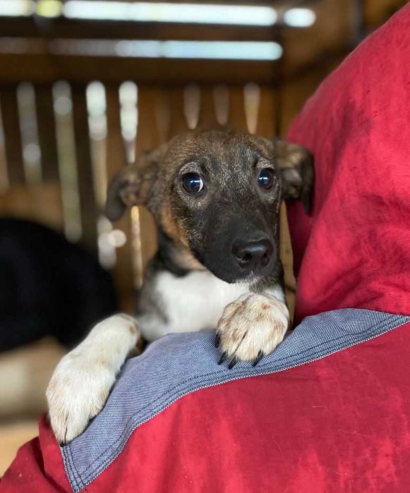 Цуценята в найкращі руки