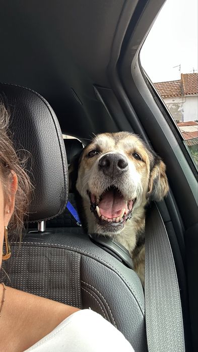 Petsitting e Passeio de cães