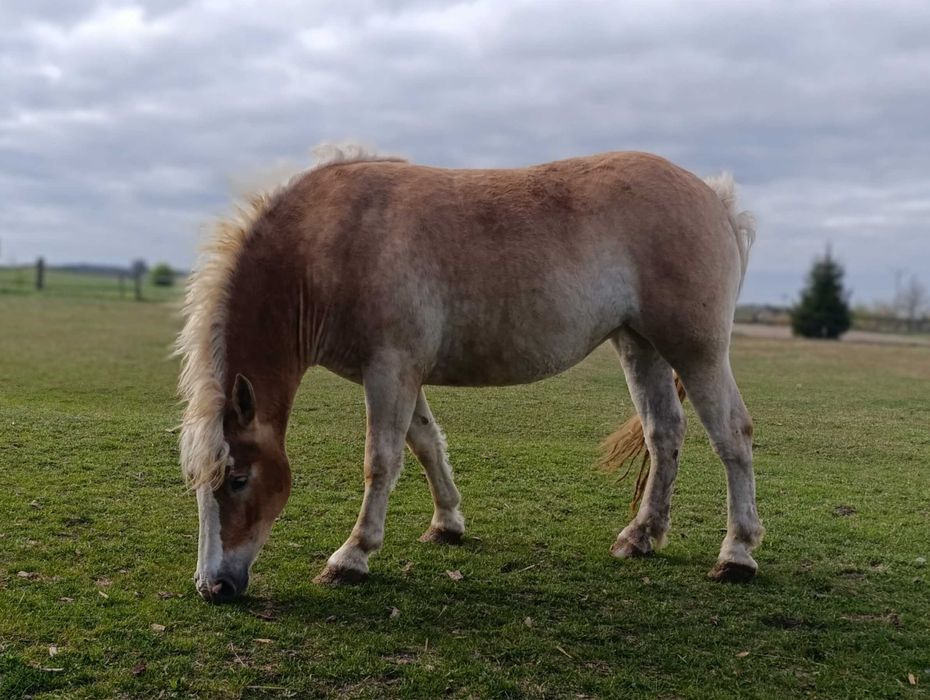 Sprzedam 2 klacze zimnokrwiste