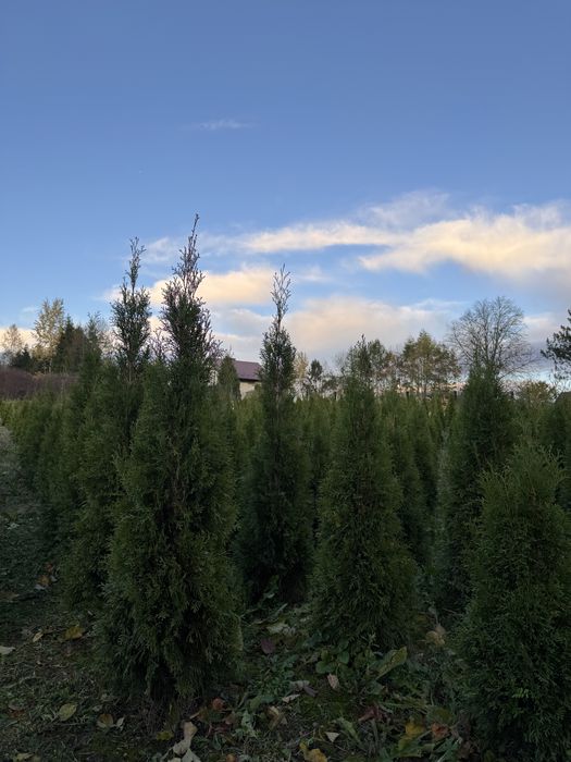 Tuje szmaragdowe 100-110 cm - Idealne na szybki żywopłot