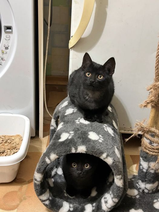 Кошеня/котик киця в добрі руки