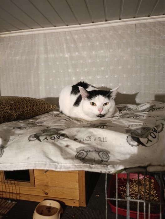 Котики в добрі руки!