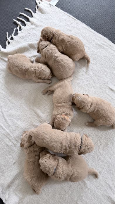 Golden Retriver złoty