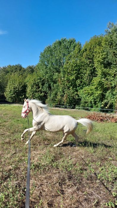 Cavalo com livro verde