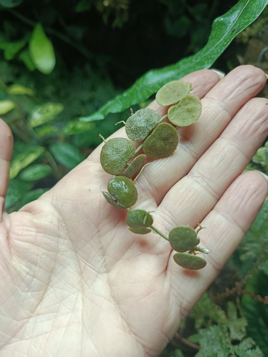 Дисхідія Dischidia cochleata