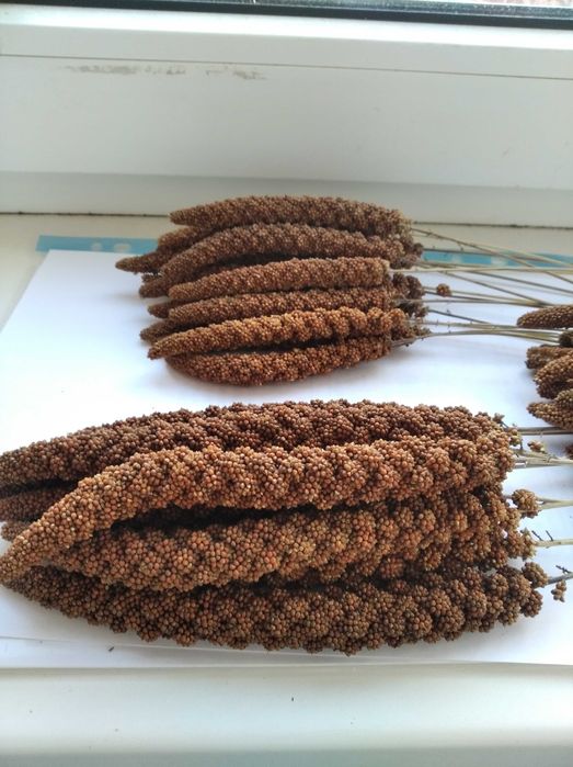 Чумиза корм для папуг