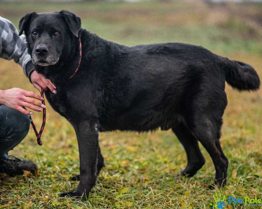 Przekochany psiak NEKO bardzo towarzyski do adopcji