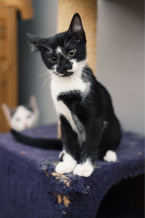 3 gatos bebés machos para adoção responsável