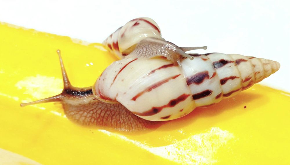 Ślimaki afrykańskie, Limicolaria agathina Nigeria.