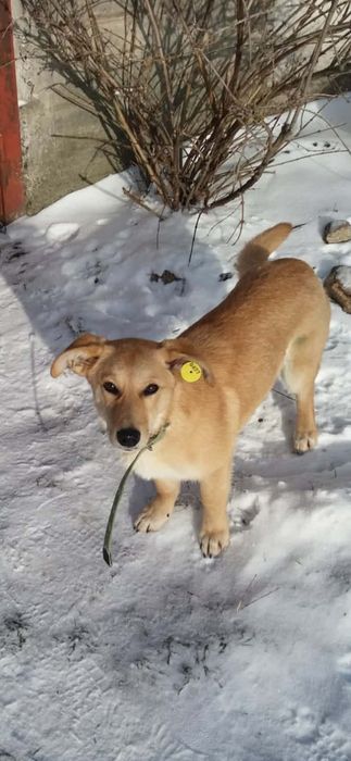 Собачка в двір.Будь ласка придивіться.