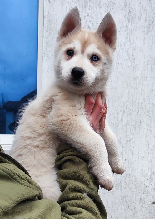 Малюки ! Продам! Доставка є