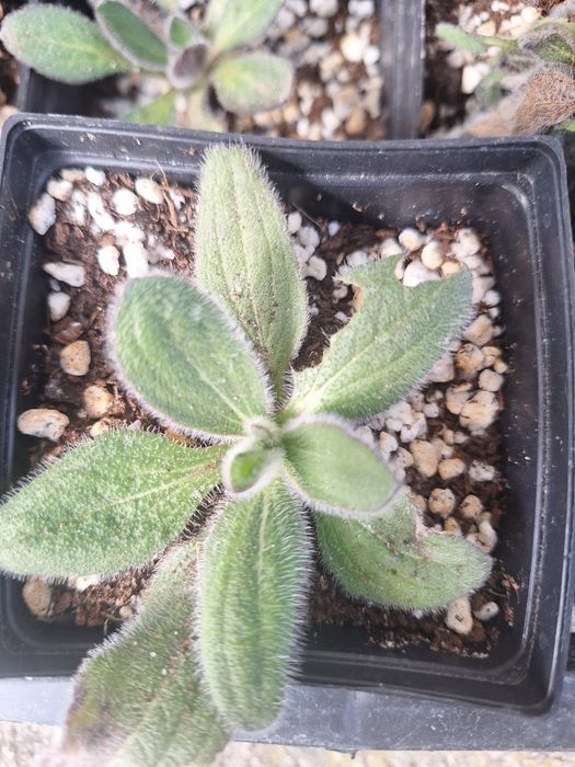 Sadzonki rudbeki