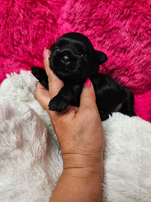 Shih tzu Czarny ze znaczenaimi, piękny włos  krótki nosek ,drobna budowa