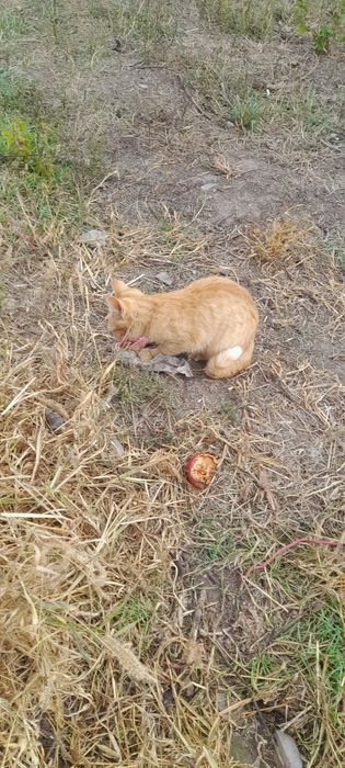 Отдам котят в хорошие руки очень игровые и ласковые