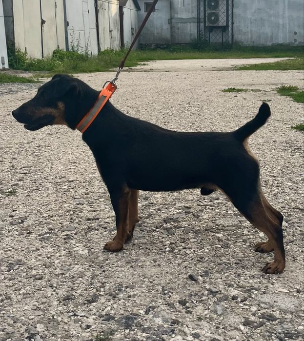 Німецький ягдтерʼєр цуценята