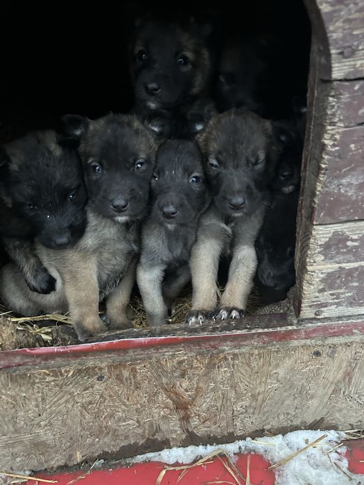 Owczarek belgijski z rodowodem