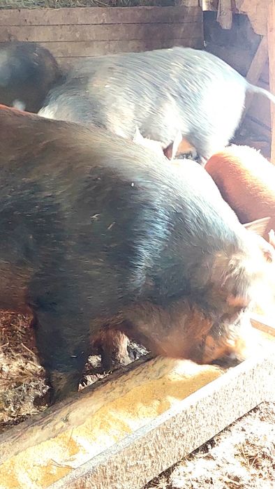 Кнур породи Дюрок