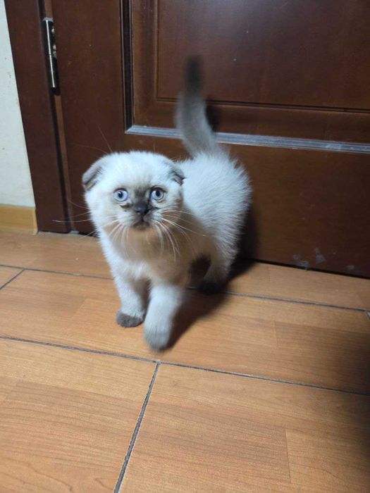 Милые умные сестрички ищут хозяев