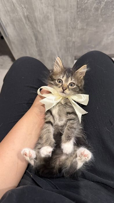 Кошенята котики ..