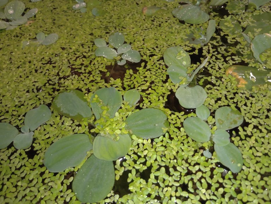 Rzęsa wodna + rośliny pływające - cena za porcję