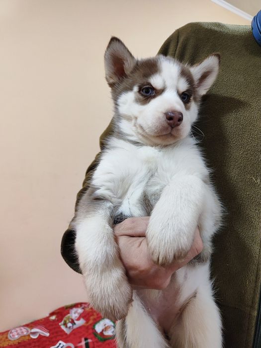 В наявності цуценята хаски