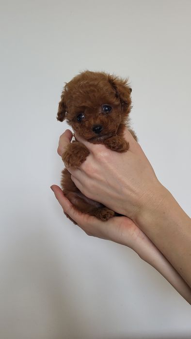 Мальтіпу, той пудель Китай(toypoodle, poodle teacup)
