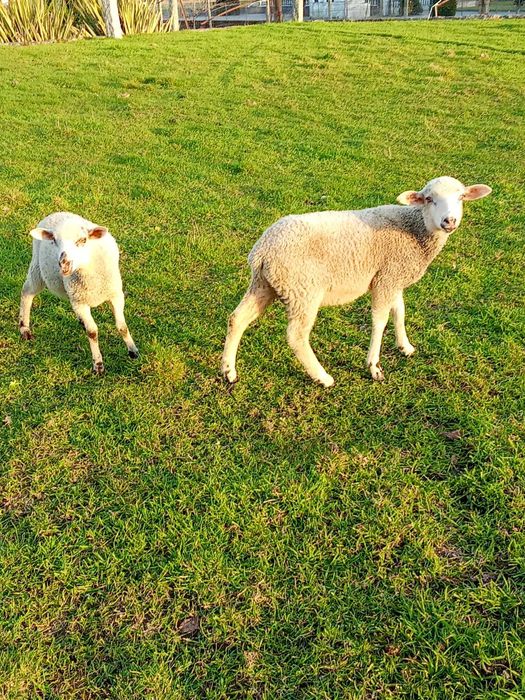 vendo anhos novo boa qualidade