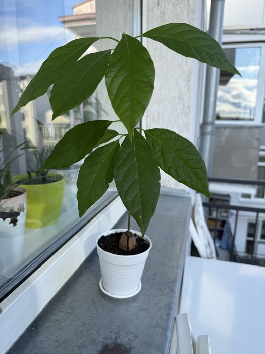 Вазонок. Дерево авокадо