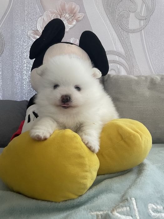 Чистокровный мальчик шпиц