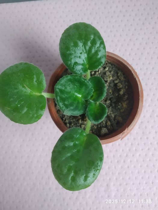 Фиалка детка 30 гр