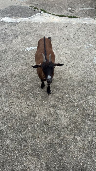 4 cabras anãs doceis