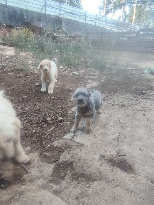 Cãezinhos para cedência