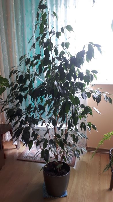 Fikus Benjamin 140 cm z donica