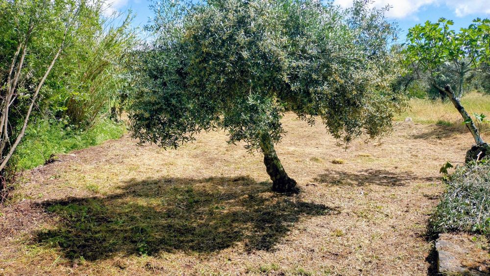 Terreno rustico 500m2 em Touloes Idanha-a-Nova