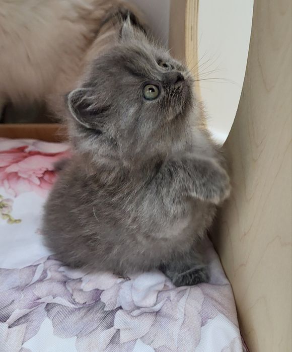 Koteczka szkocka prostoucha długowłosa WCF