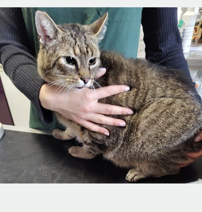 Poleca się do adopcji