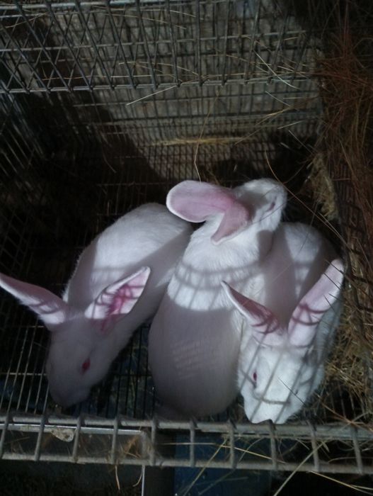 Coelhos Nova Zelândia