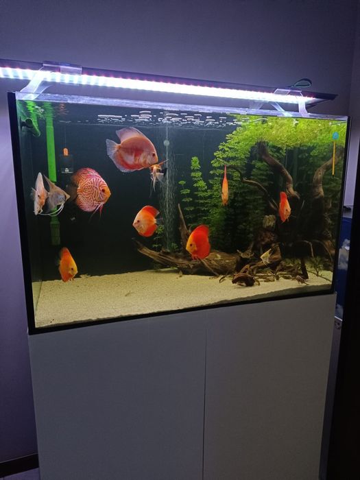 3  discus a venda.