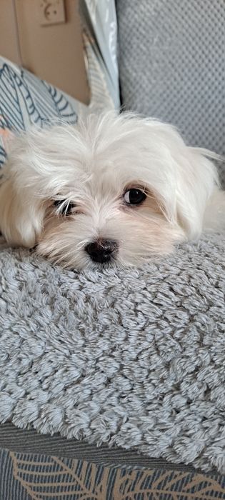 Maltańczyk-mini-piesek