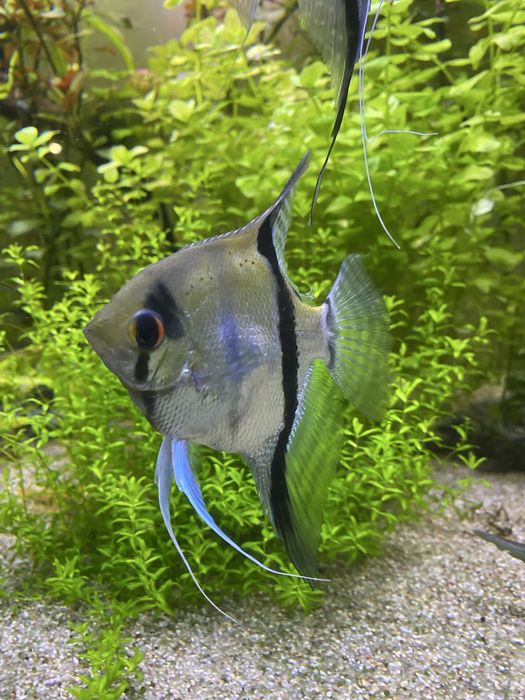 Femea escalar (peixe)