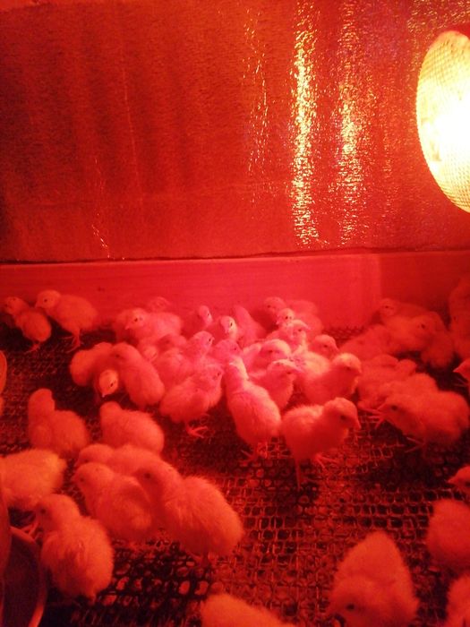 Суточные перепелята породы Техасский белый бройлерный