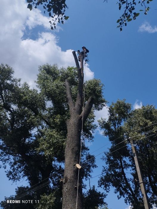 Спилювання аварійних дерев
