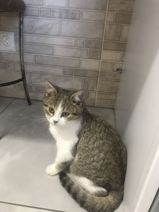 Віддам котика безкоштовно