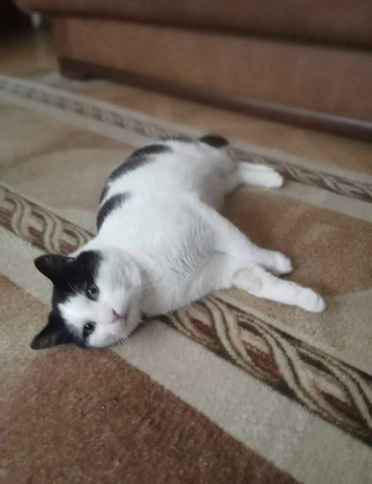 Bonifacy 2 lata ,przyjazny,adopcja.