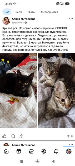 Котята кольцо 44 квартала. Котенок даром. Кошка. Кошечка. Бесплатно