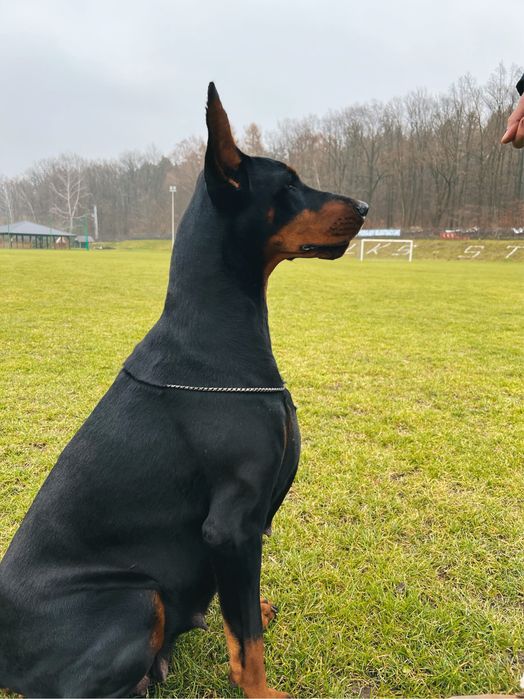 Doberman FCI suczka