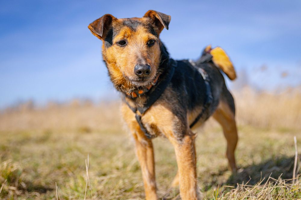KOFI terier młody kochany adopcja schronisko