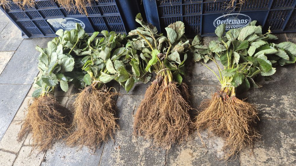 Szkółka sadzonek truskawek